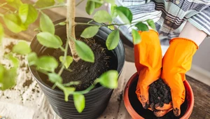 Sprawdź, jak stworzyć najlepsze warunki dla roślin kwasolubnych