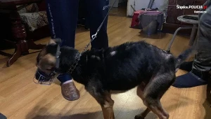 Wychudzony pies został zabrany do miejskiego schroniska dla zwierząt