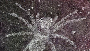 Skamieniałość pokazuje świat sprzed 16 mln lat. Doskonale zachowany pająk pochodzi z pradawnych dżungli Australii