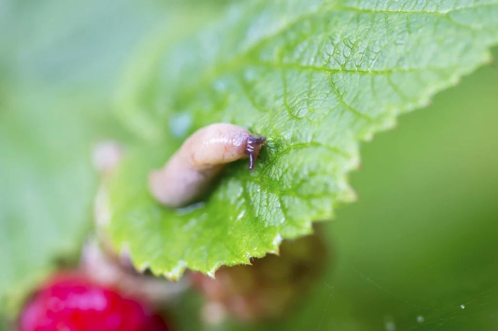 Ślimak jedzący liść maliny (zdjęcie ilustracyjne).