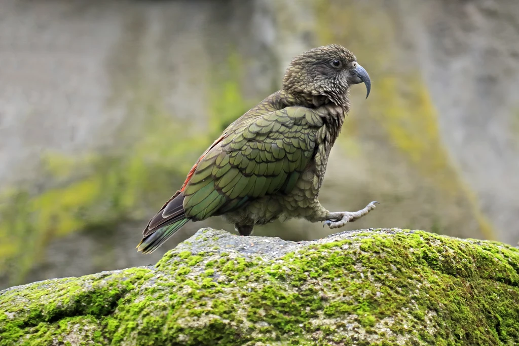 Do nietypowego zdarzenia doszło w Nowej Zelandii. Papuga ukradła rodzinie kamerę GoPro i sfilmowała nią swoją ucieczkę. Właściciele sprzętu opublikowali w Internecie nagranie z ptakiem-złodziejem