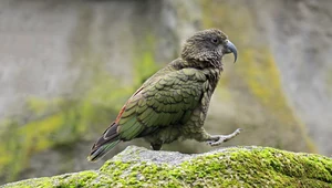 Papuga-złodziej z Nowej Zelandii. Ukradła kamerę i wszystko sfilmowała