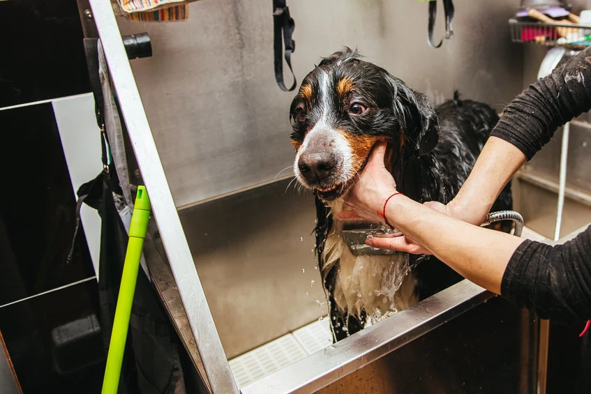 Nie każdy pies przepada za kąpielą, ale czasem jest to zabieg konieczny