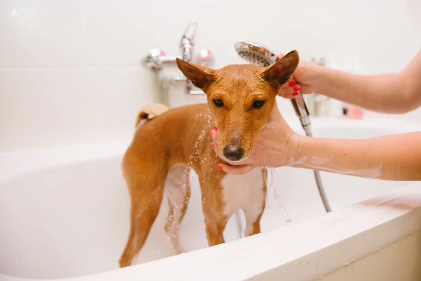 Dźwięk prysznica nie zawsze jest jednym z ulubionych dla psa. Czasami może go stresować