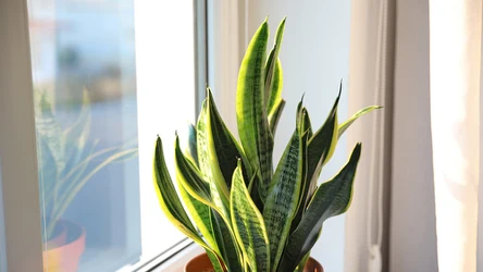 O co zadbać, aby nasza sansewieria wyglądała zachwycająco?