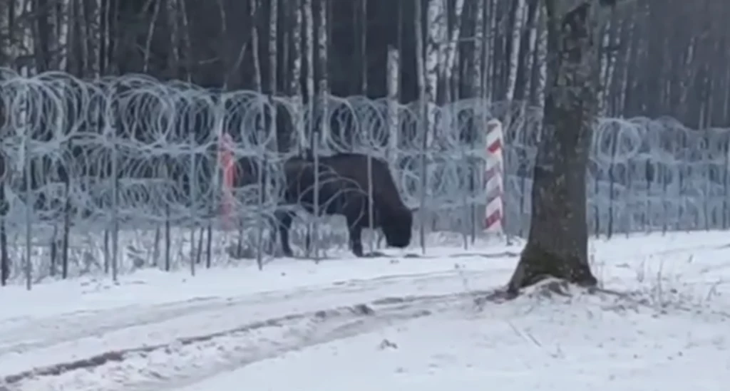 Wojsko przepuściło przez zasieki żubra, który od kilku tygodni próbował wrócić z Białorusi do stada w Polsce. Wojsko przepuściło przez zasieki żubra, który od kilku tygodni próbował wrócić z Białorusi do stada w Polsce.
