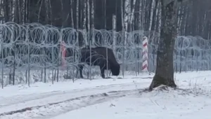 Wojsko przepuściło przez zasieki żubra, który od kilku tygodni próbował wrócić z Białorusi do stada w Polsce.