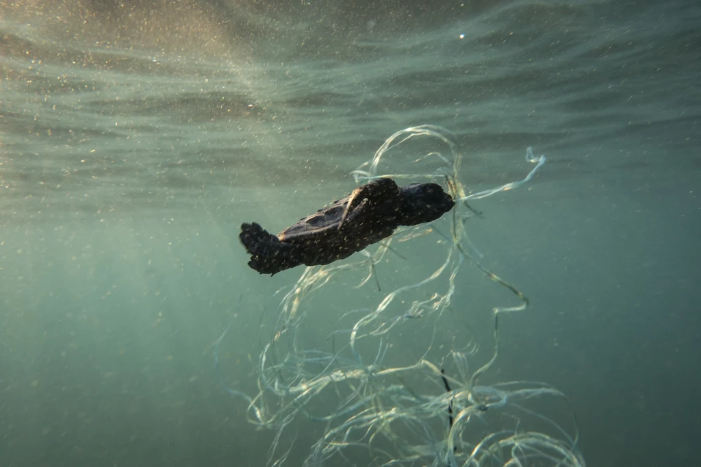 Plastiki i mikroplastiki są ogromnym zagrożeniem dla morskich ekosystemów