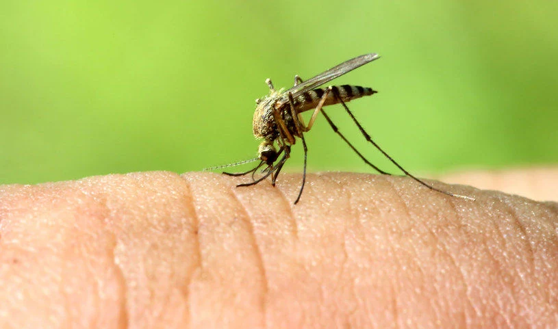 Komar egipski ma wyraźne preferencje kolorystyczne. Czego unikać? Komar egipski ma wyraźne preferencje kolorystyczne. Czego unikać?