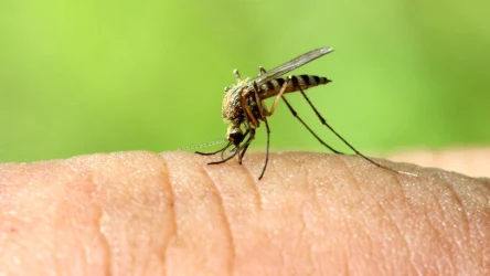 Jak odstraszyć komary?