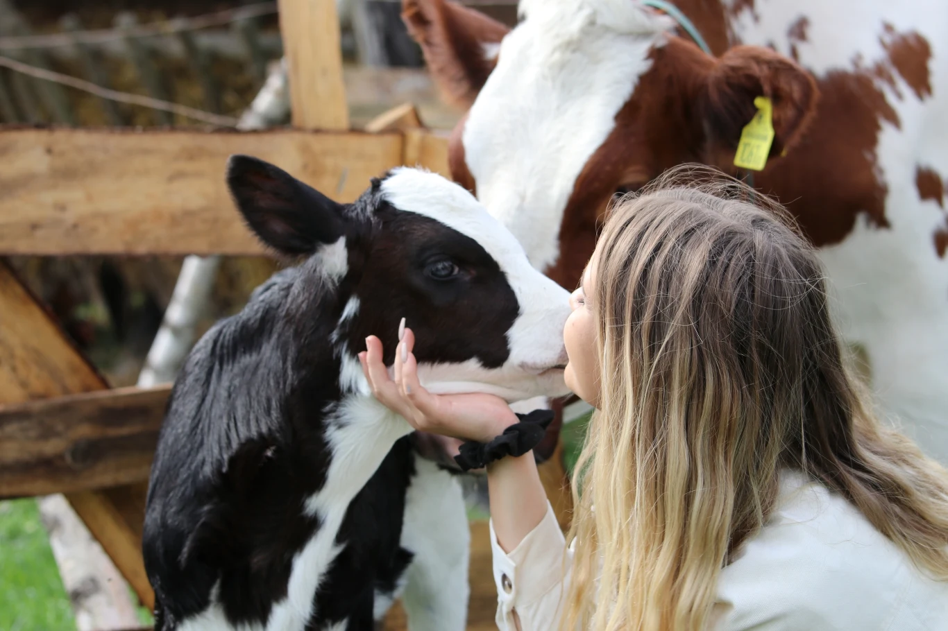 "Farma" - odcinek 17 "Farma" - odcinek 17