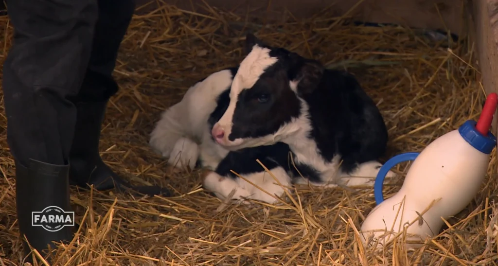 Program Farma: odcinek 17