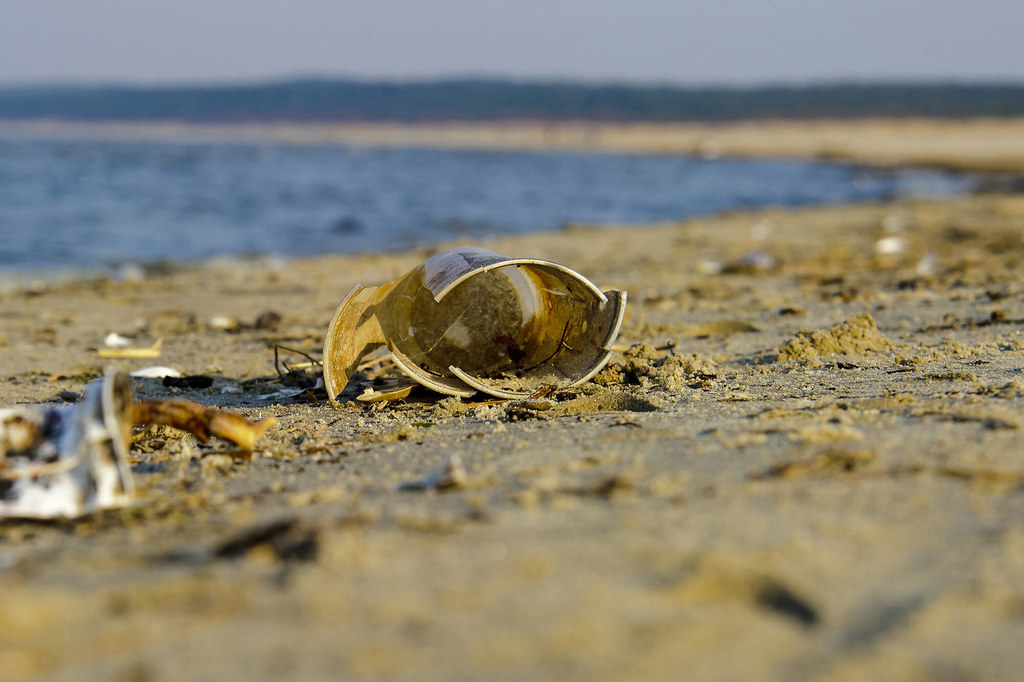 Postępuje degradacja Morza Bałtyckiego. WWF wzywa do wdrożenia planu ochrony Bałtyku