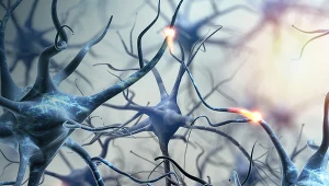 Komórki glejowe w mózgu pełnią rolę odżywczą, ochronną i osłonową