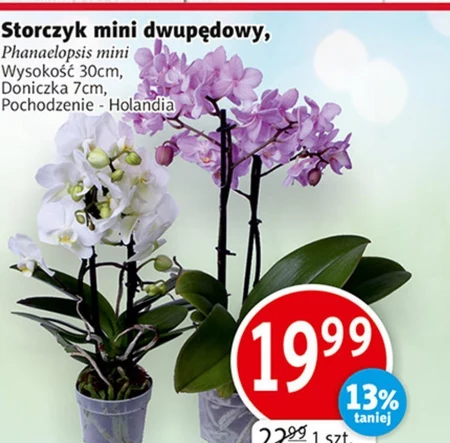 Storczyk