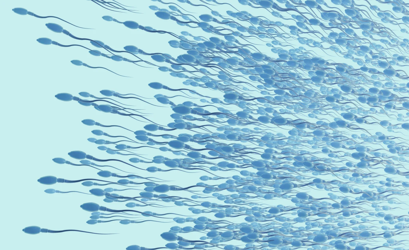 Udowodnili, że można przywrócić naturalną spermatogenezę u mężczyzn z azoospermią nieobturacyjną Jak zatrzymać plemniki w miejscu?