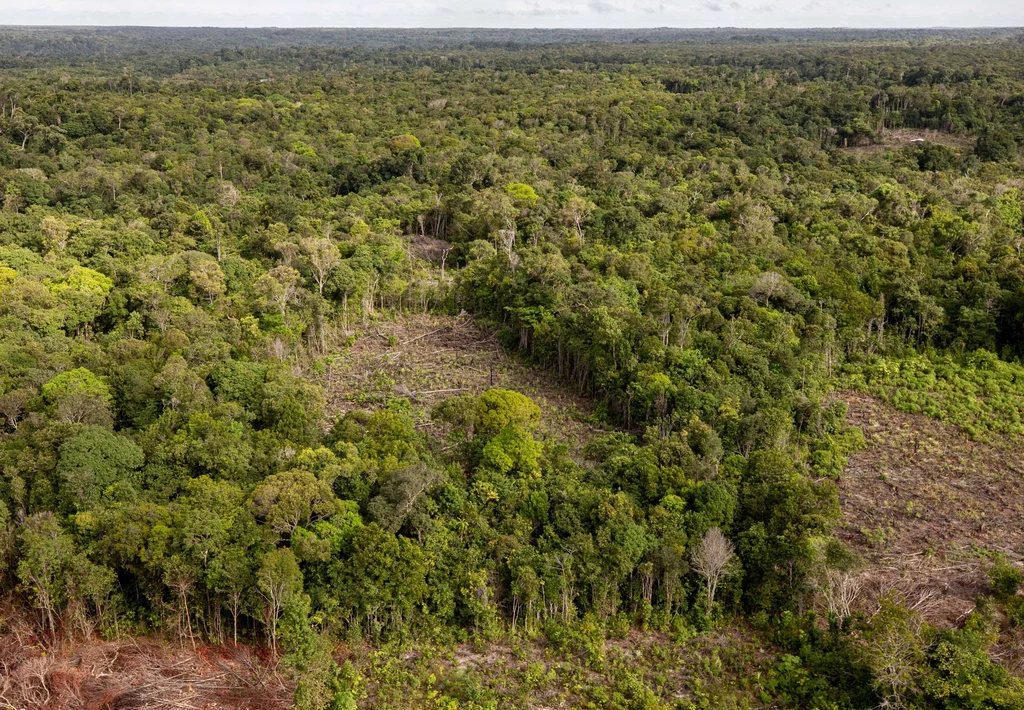 Nielegalna wycinka Amazonii w Brazylii.