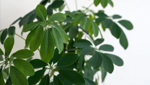 Szefrela parasolowata jest rośliną egzotyczną i chętnie trzymaną w domach