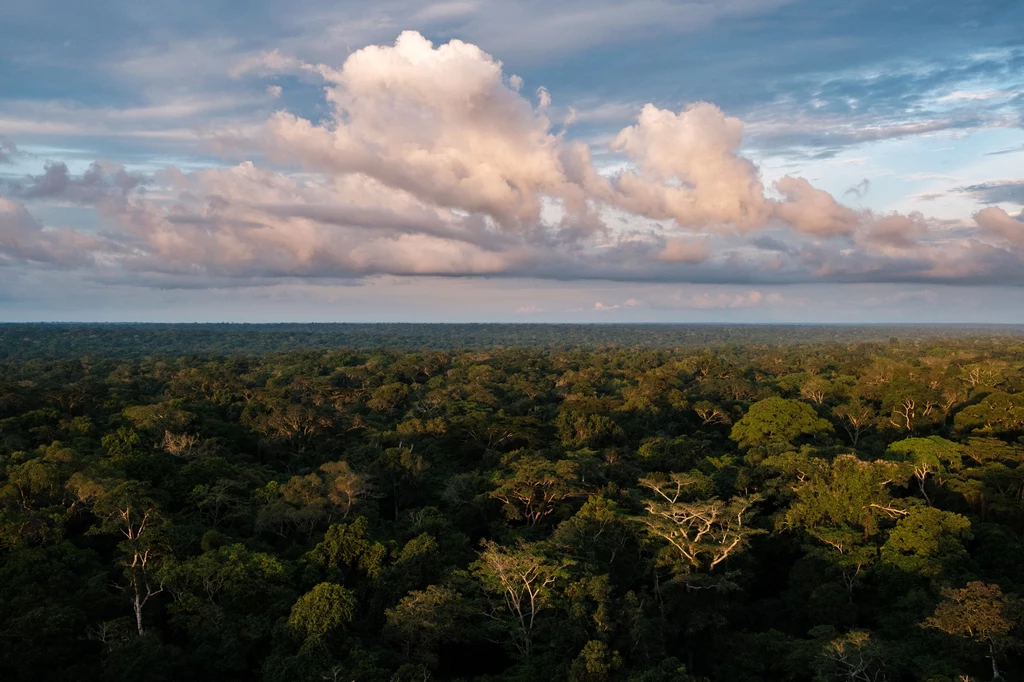 Lasy tropikalne w Kotlinie Konga.