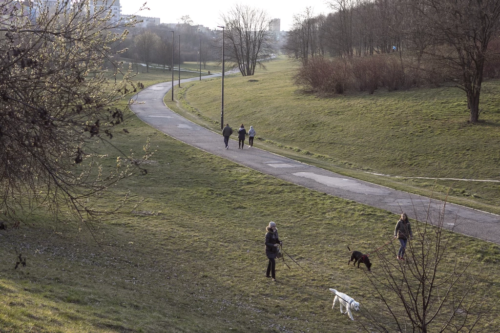 Spacer z psami na terenach zielonych.