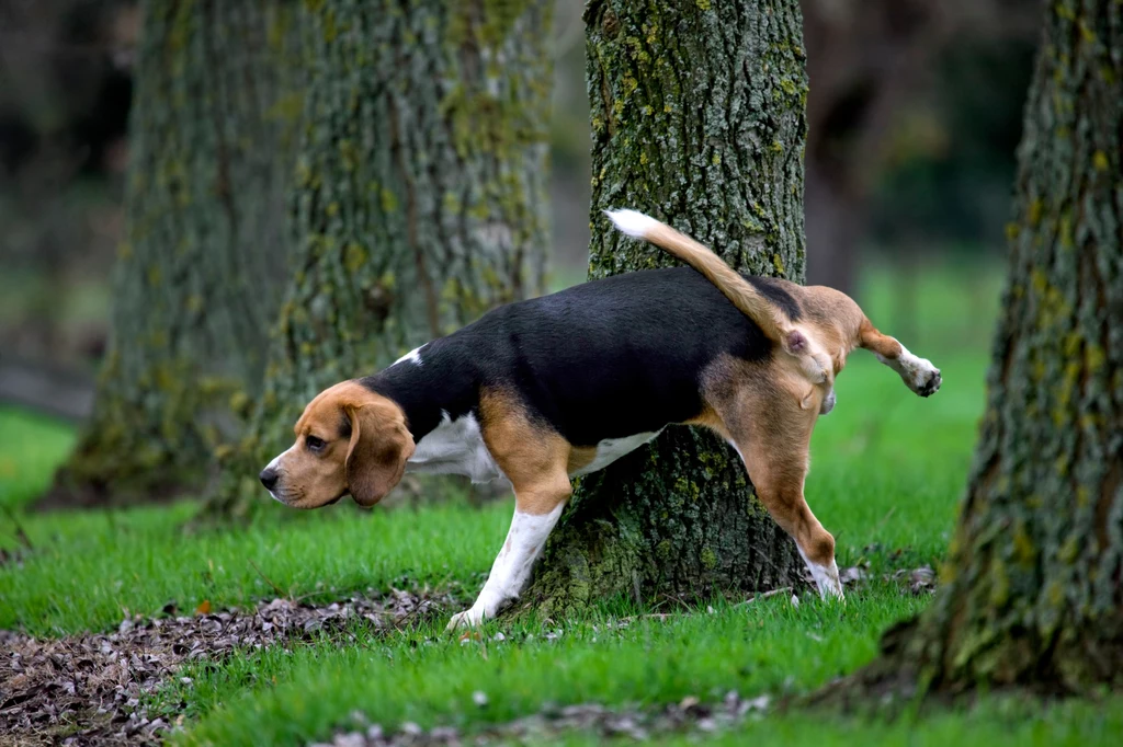 Nowe badania naukowców wskazują, że psie odchody i mocz szkodzą naturze poprzez zaburzanie bioróżnorodności 