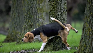 Psie odchody i mocz szkodzą bioróżnorodności