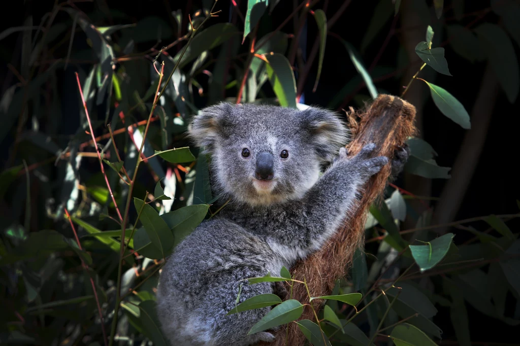 Koale australijskie zostały oficjalnie wpisane na listę gatunków zagrożonych