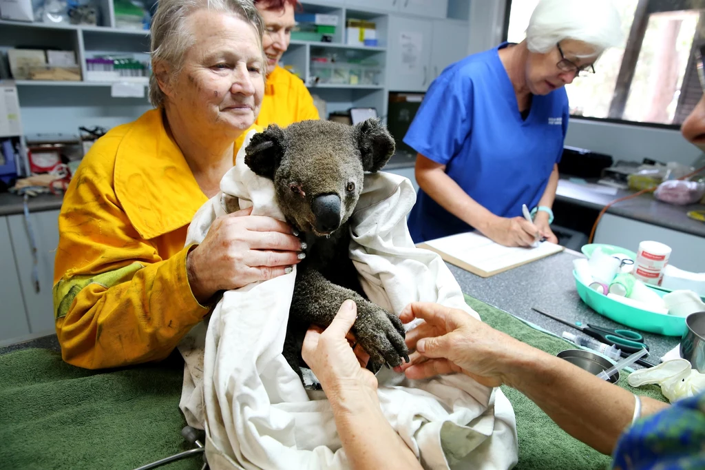 Wiele koali ucierpiało podczas pożarów lasów w Australii