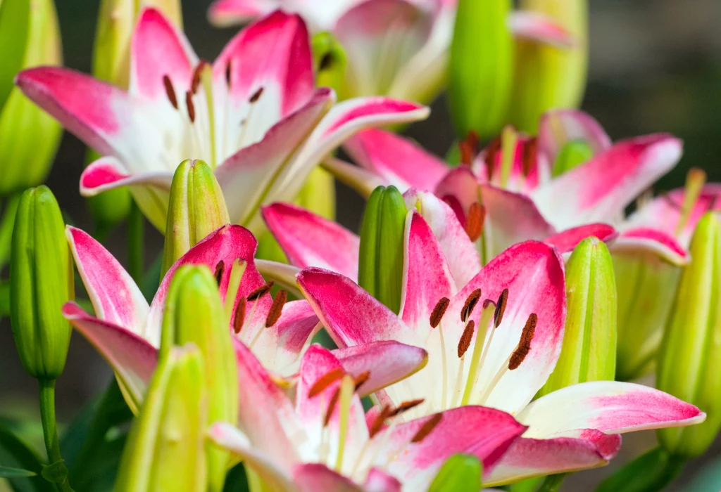 Zwiewne lilie ogrodowe często padają ofiarami przede wszystkim dwóch szkodników - mszycy i poskrzypki liliowej. 