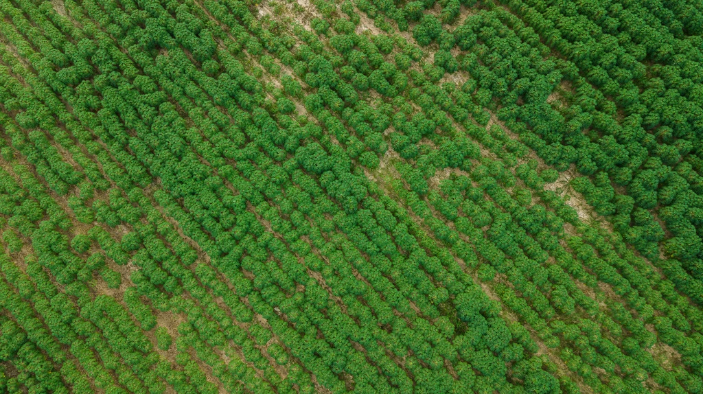 Widok z lotu ptaka na plantację manioku.