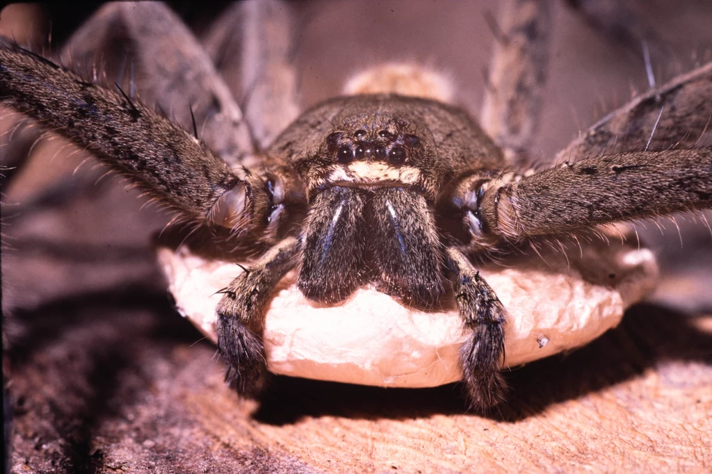 Samica pająka "Heteropoda venatoria", gatunku z rodziny spachaczowatych (zdjęcie ilustracyjne).