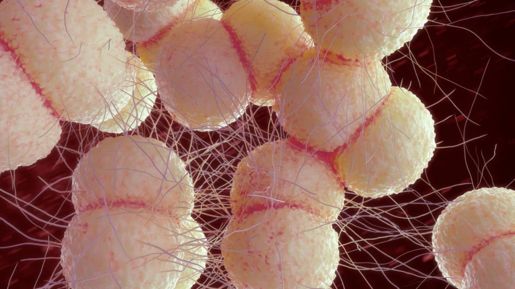 Rzeżączka wywoływana jest przez bakterię - dwoinkę rzeżączki (gnokoka)