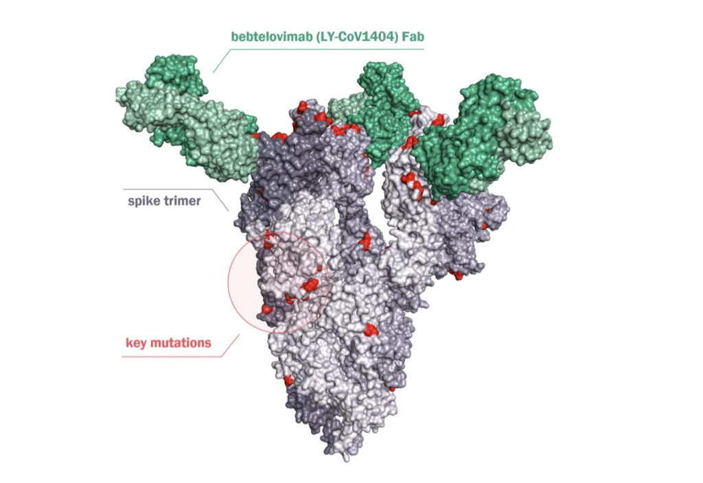 Miejsce wiązania się bebtelovimabu z SARS-CoV-2