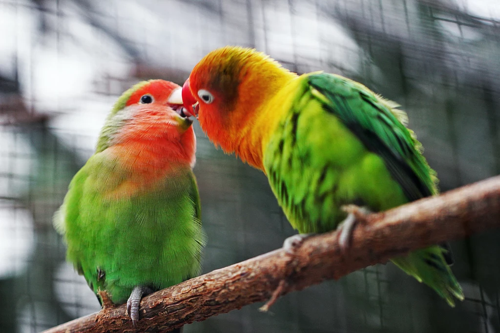 Papużki nierozłączki są mistrzami i mistrzyniami ptasich zalotów