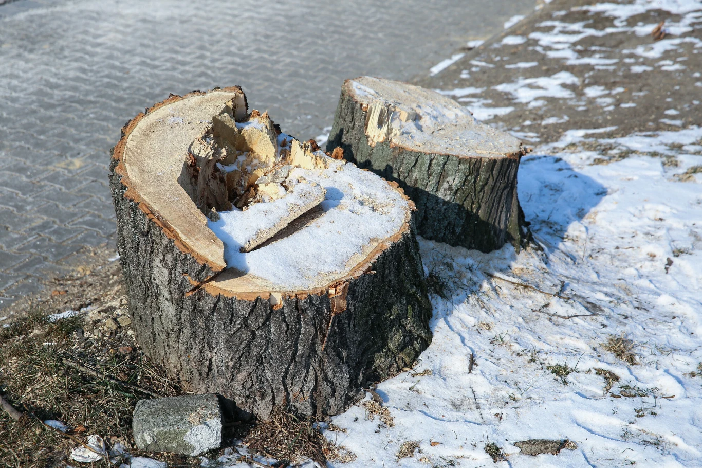 Pnie po wyciętych drzewach (zdjęcie ilustracyjne). Pnie po wyciętych drzewach (zdjęcie ilustracyjne).