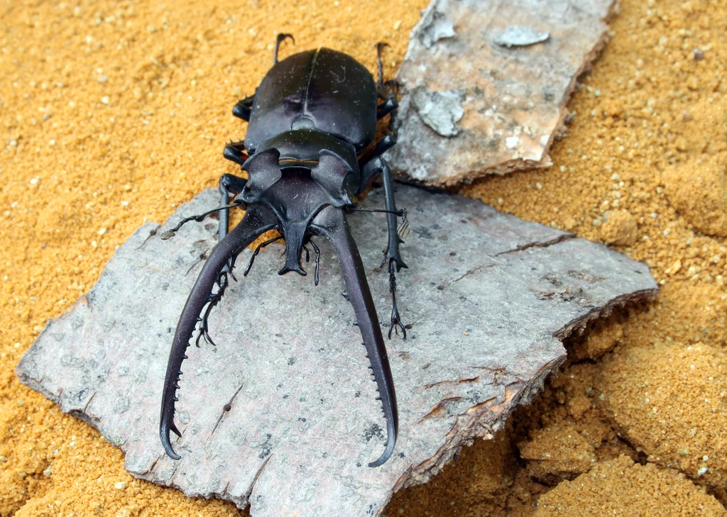 "Lucanus hermani" - gatunek jelonka, czyli chrząszcza z rodziny jelonkowatych. Jelonki osiągnęły jedne z najlepszych wyników w teście siły zgryzu spośród kilkuset przebadanych gatunków owadów.