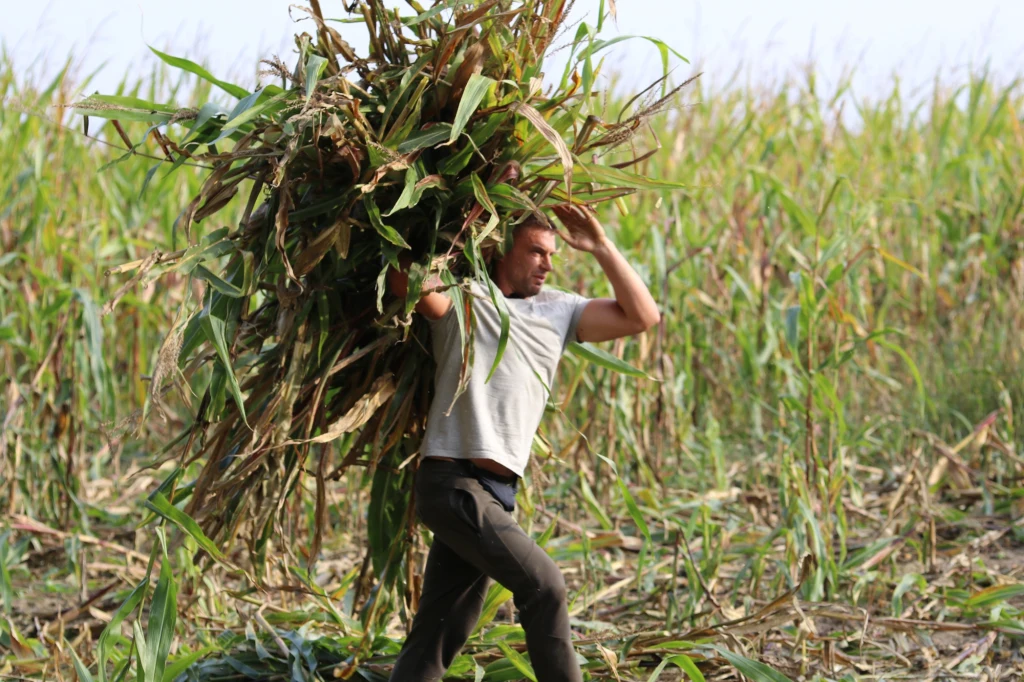 Program "Farma" odcinek 21.