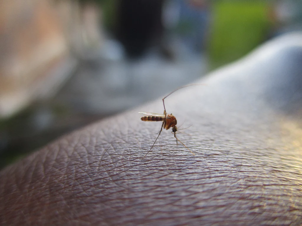 Komary potrafią uprzykrzyć życie. Niestety, ze względu na ocieplający się klimat, będzie ich coraz więcej. Naukowcy szukają sposobów, aby zaradzić plagom tych irytujących, choć potrzebnych owadów