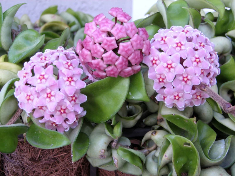 Hoja może być ozdobą wnętrza. Przesąd głosi jednak, że to "roślina biedy". 