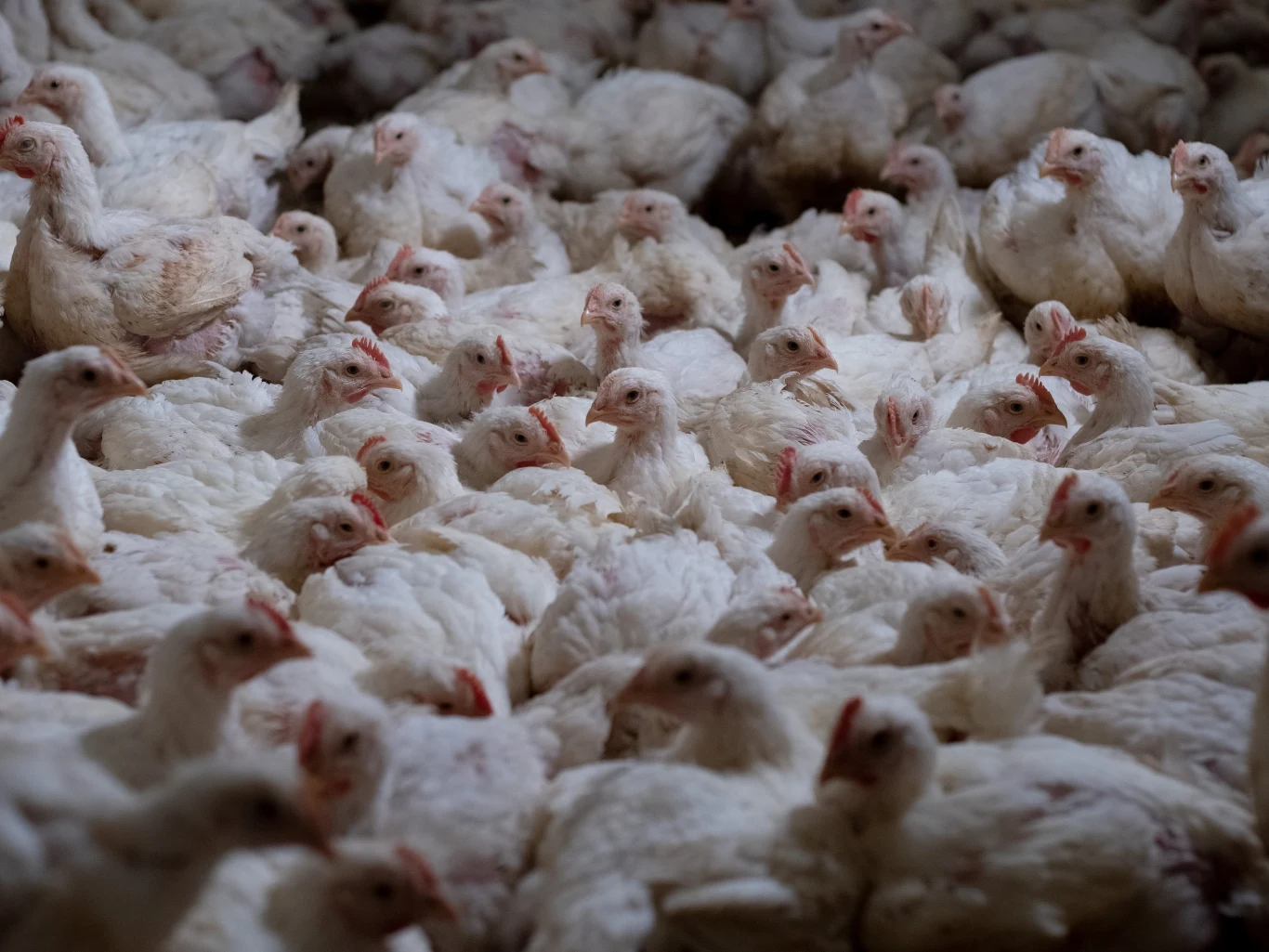Przemysłowa hodowla drobiu.