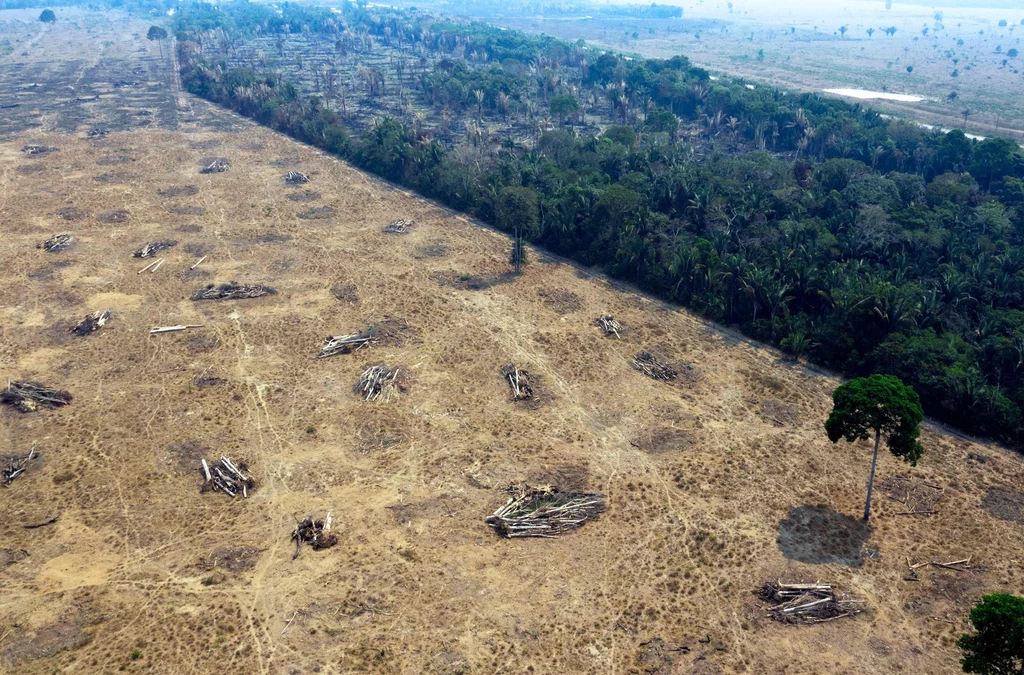 Wylesienie Amazonii. Jego podstawową przyczyną jest pozyskiwanie ziemi pod uprawę soi, której używa się jako paszy dla zwierząt hodowlanych.