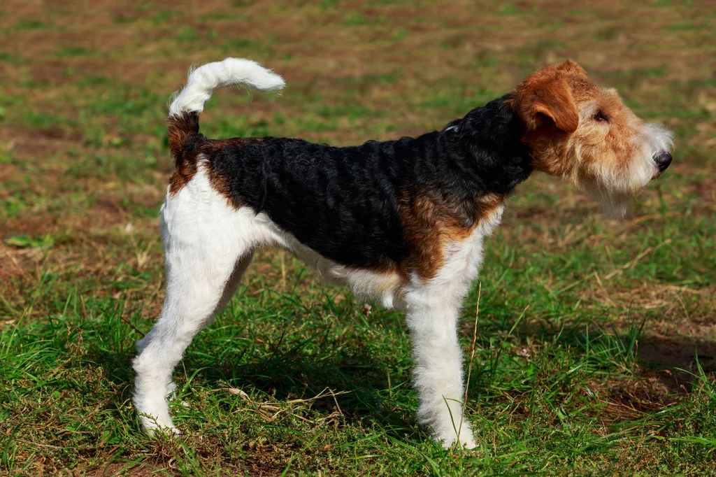 Fox Terrier