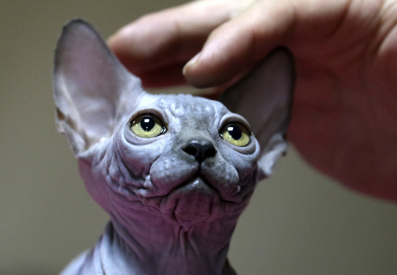 Sfinksy kanadyjskie to jedne z najdroższych ras kotów w Polsce Sfinksy kanadyjskie to jedne z najdroższych ras kotów w Polsce