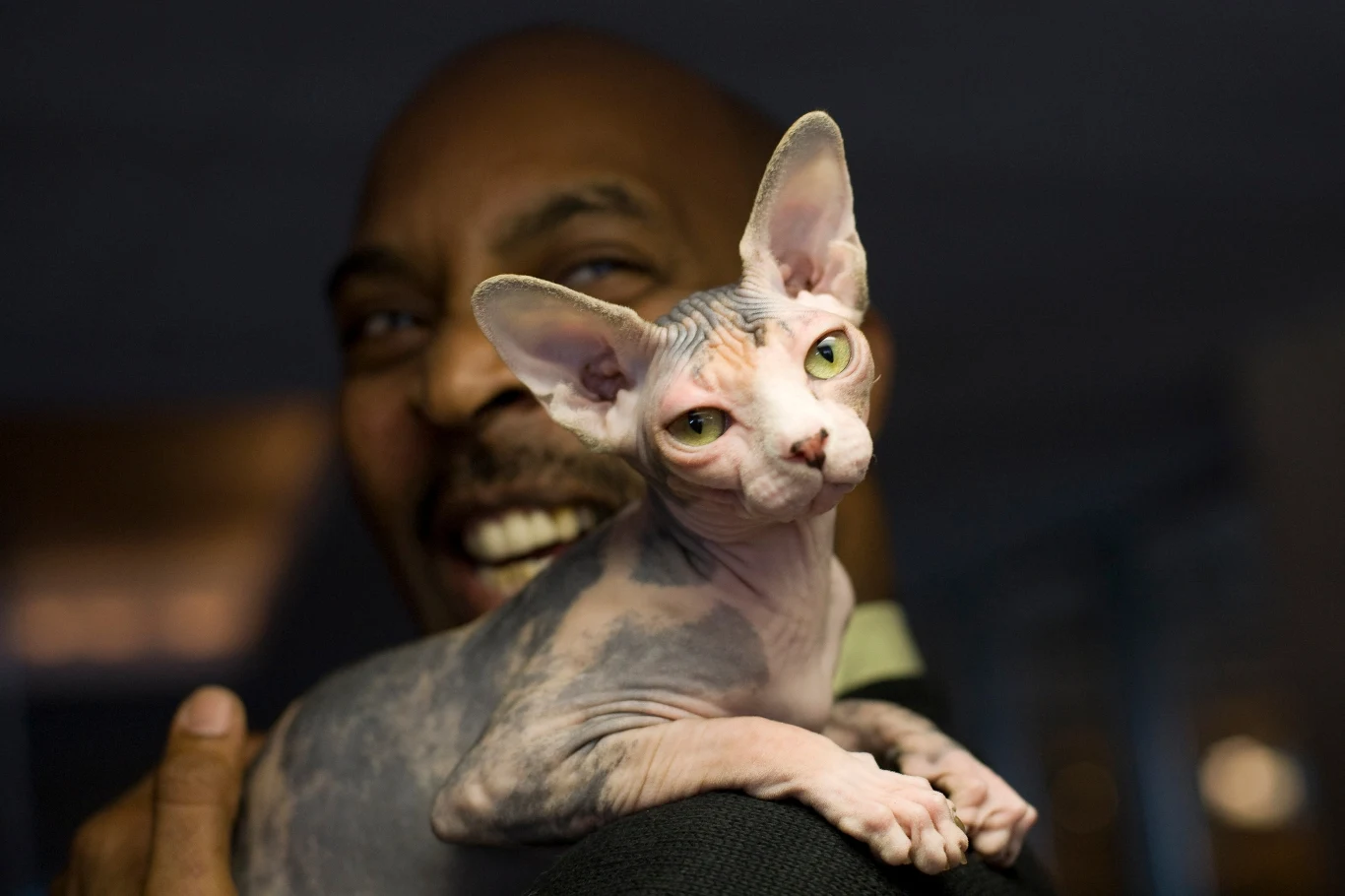 Które rasy kotów są najdroższe? Ceny niektórych są naprawdę wysokie Które rasy kotów są najdroższe? Ceny niektórych są naprawdę wysokie