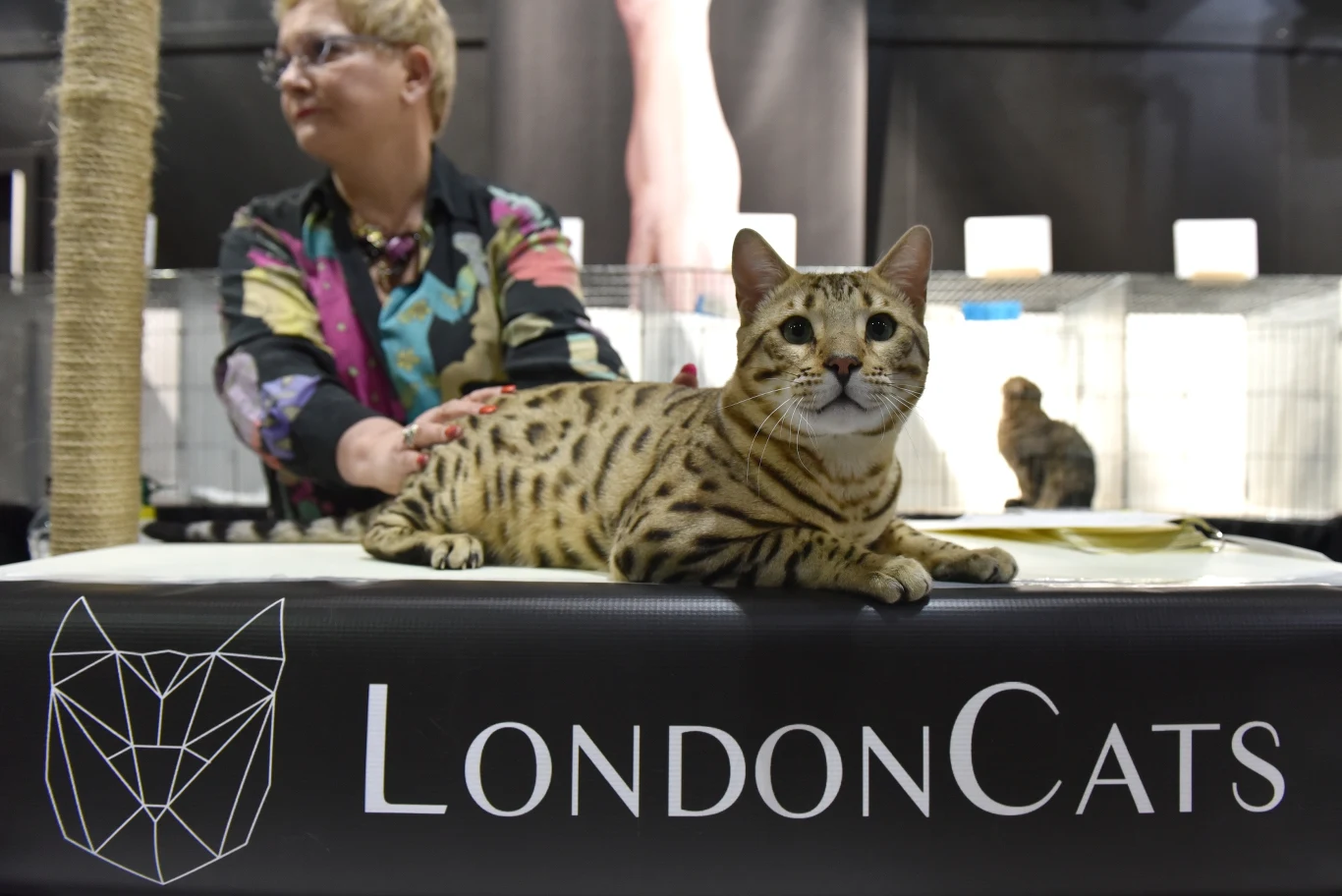 Koty bengalskie mają charakterystyczne, niecodzienne cętki Koty bengalskie mają charakterystyczne, niecodzienne cętki
