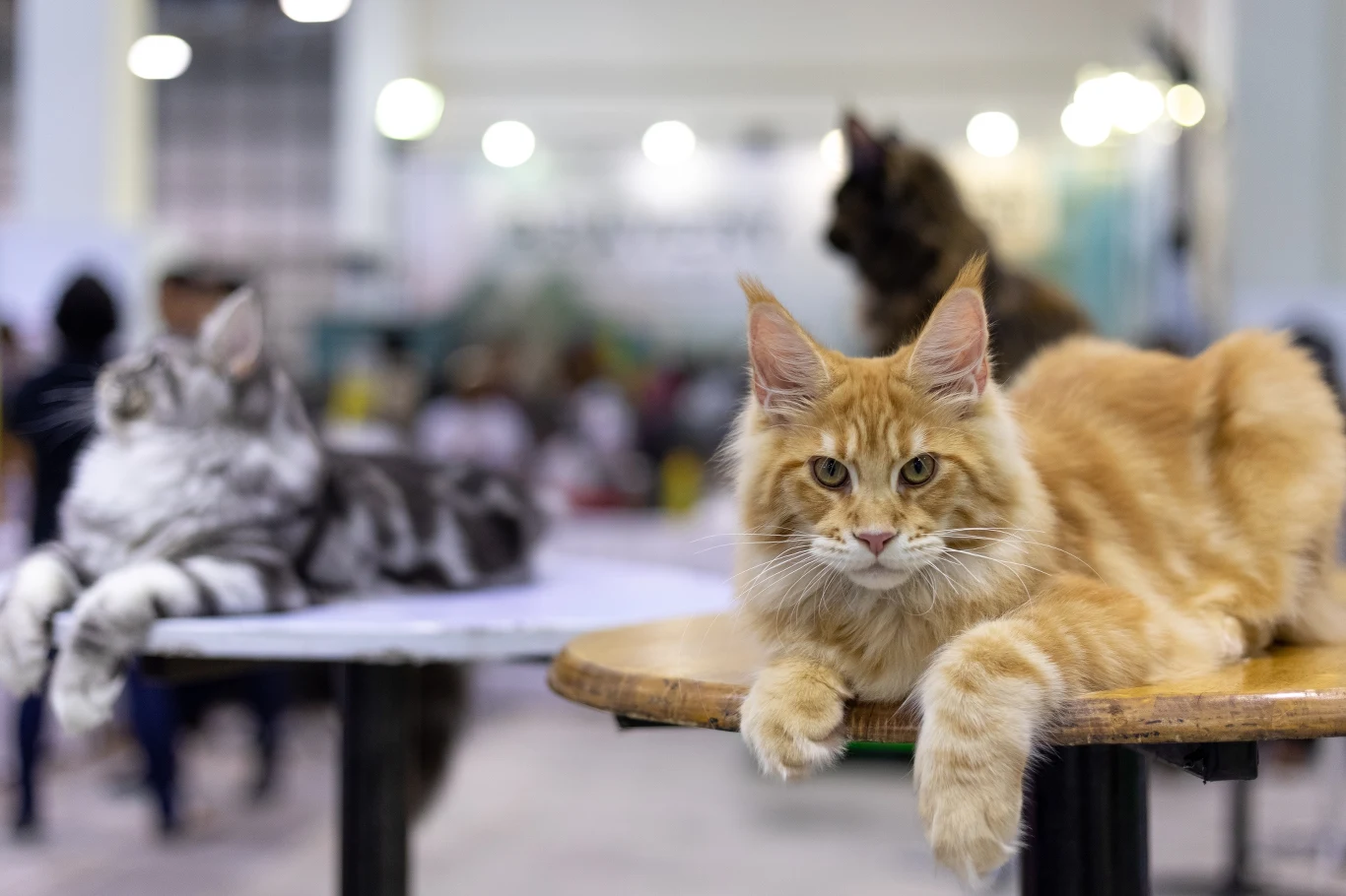 Uszy kotów rasy Maine Coon są spiczaste niczym u rysia Uszy kotów rasy Maine Coon są spiczaste niczym u rysia