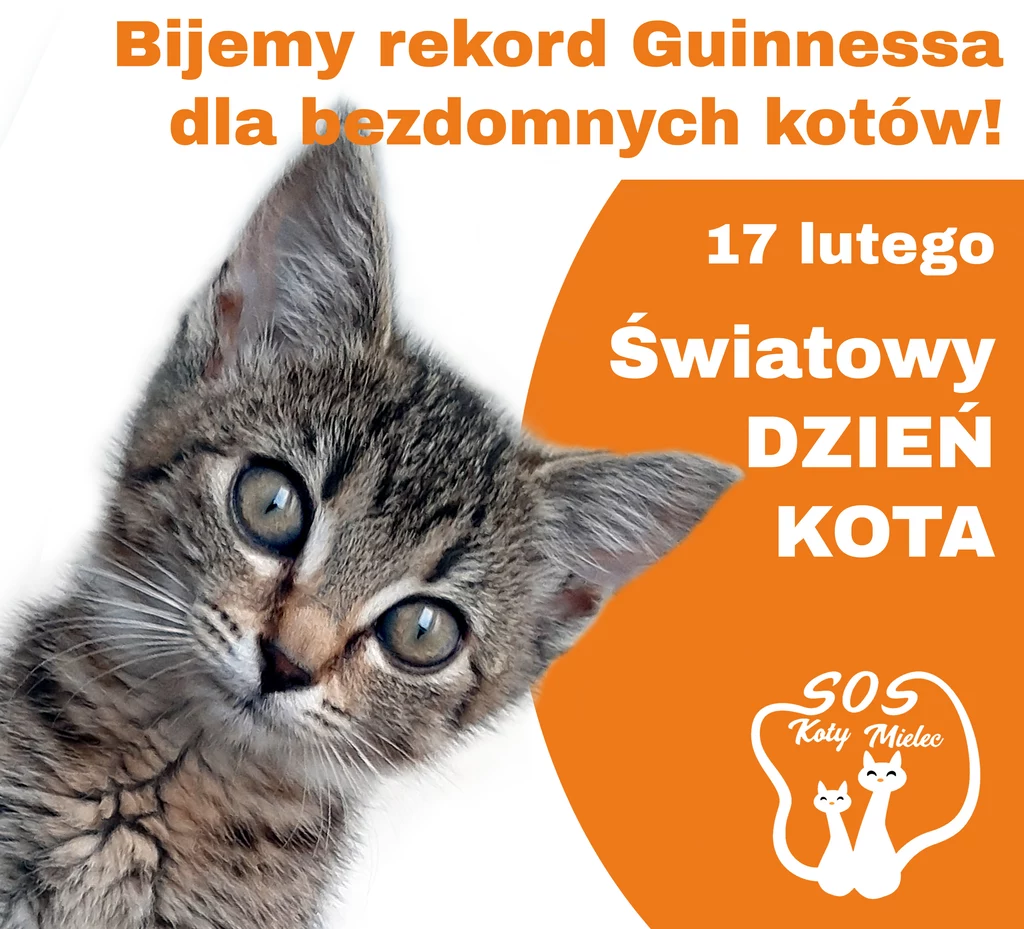 Bijemy rekord Guinnessa dla kotów! 