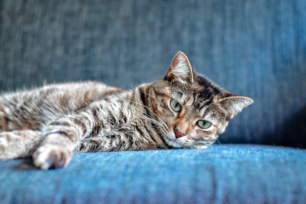 Jaka karma dla kota - mokra czy sucha - będzie najlepsza? To pytanie zadaje sobie wielu właścicieli czworonogów 