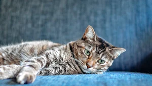 Karma dla kota - sucha czy mokra? Fakty i mity