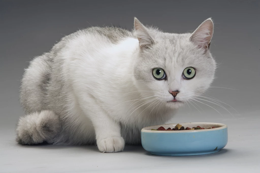 Karmy suche zawierające dużo zbóż nie są zdrowe dla kotów